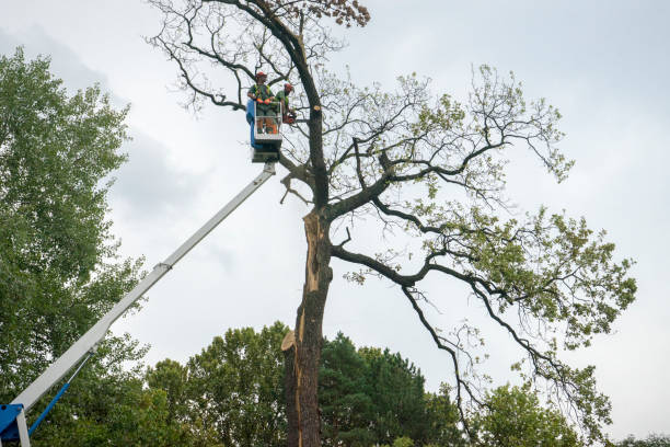 Best Tree Risk Assessment  in Merrillville, IN