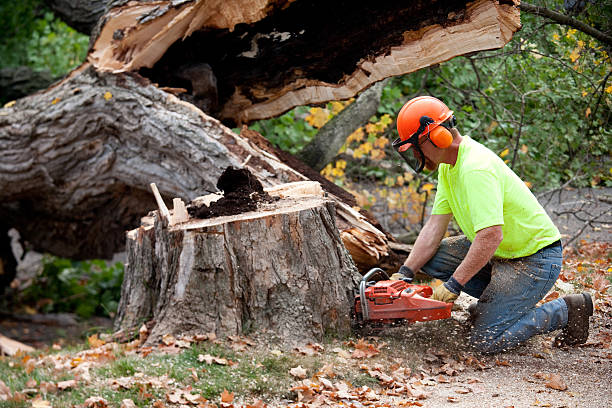 Trusted Merrillville, IN Tree Services Experts