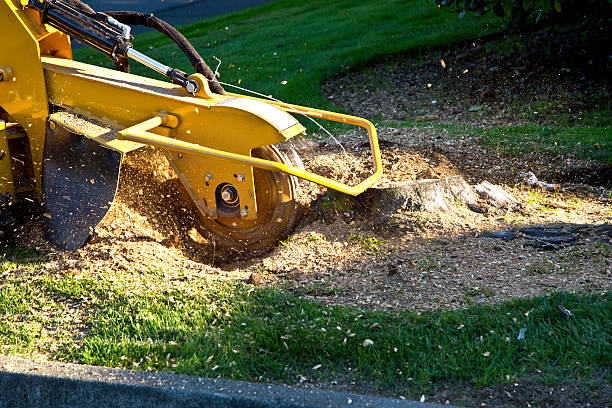 Best Aeration Services  in Merrillville, IN