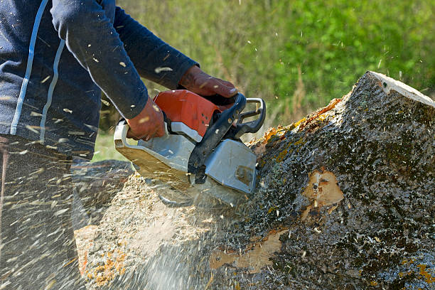 How Our Tree Care Process Works  in  Merrillville, IN