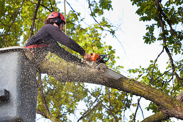 Lawn Watering Services in Merrillville, IN